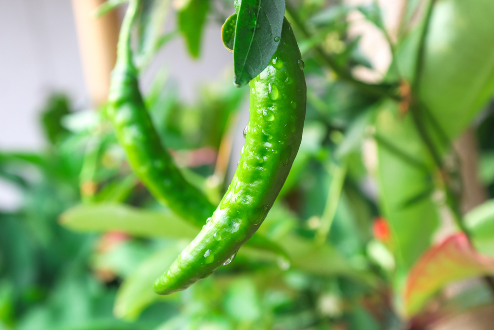 GREEN CHILLIES - Copy