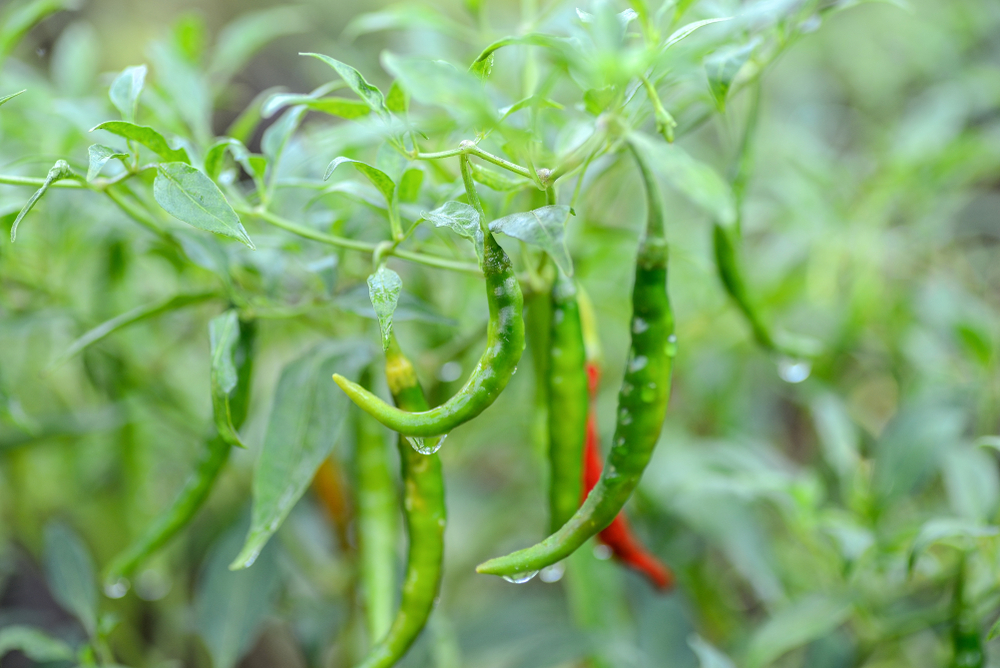 GREEN CHILLIES