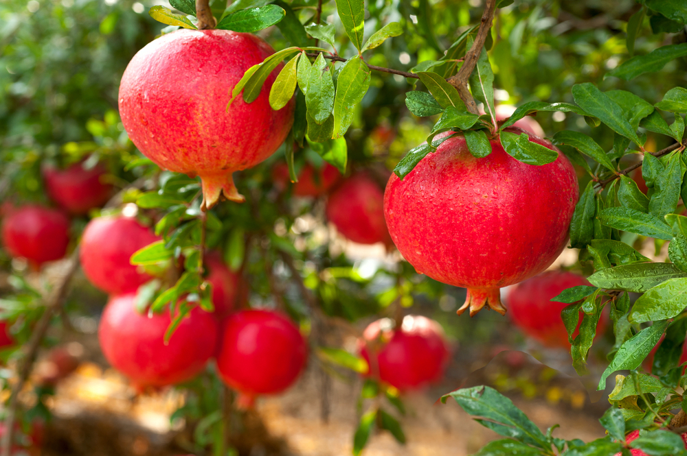 POMEGRANATEs 2