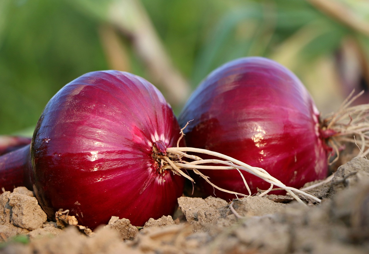 onion, bed, roots-1565604.jpg